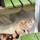 감나무집공할머니민박 이미지