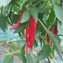 삼박농장 이미지