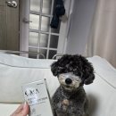 좋은마음 | 강아지기관지영양제 추천, 기호성 좋은 마음반려 고함량 기관지 영양제 은돌이 급여 후기!