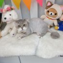 냥이를 사랑하는 멍멍이 이미지