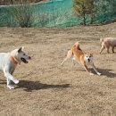 들어오시개 이미지