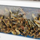 크래버 대게나라 이미지