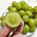 농산물포도판매 | 🍇 오톰 크리스피 포도 후기! 판매하면서 가장 많이 받은 질문 3가지