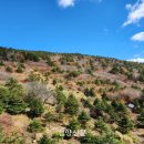 지리산큰나무