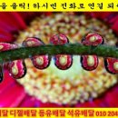 강하면 전수리~왕창리 이미지