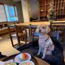 섬타르 서울숲 | [성수동 애견동반 카페] 섬타르 서울숲 - 성수 애견동반 디저트 카페