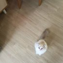 샤도캣 | (무마취 출장 고양이 미용 후기!! of 샤도캣)/서울/안산/경기/지방 지역 외