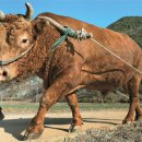 타이어챔피언 이미지