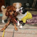 봉주르봉구 이미지