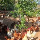 산야유정란 이미지