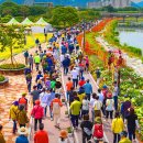 “이 풍경 보려고 올해도 100만 명 몰릴까?”... 강 일대를 뒤덮은 100억 송이 가을꽃 축제 이미지
