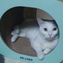 강아지세상 고양이세상 | 이지캐리백 고양이 이동가방 강아지 이동장 캐리어