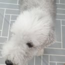 상희독스 아카데미 이미지