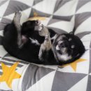 미유펫 강아지애견미용 이미지