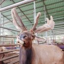 사슴이랑 배랑 농원 이미지