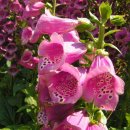 디기탈리스 (Digitalis purpurea, 양지황) 이미지