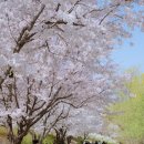 유한회사풍경크린 | [판교/성남 벚꽃명소] 판교 화랑공원 벚꽃 피크닉, 돗자리 장소 산책 코스 추천 (벚꽃 현황, 주차)