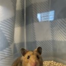 후추+ <b>햄스타</b>그램 구매