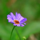 이베리스 이미지