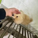 반려마루 화성 이미지