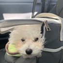 까비네펫살롱 이미지