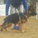 똥강아지 이미지