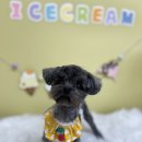 뽀송뽀송강아지미용실 | 인천애견미용실 서창동 첫 배넷미용 빗질 싫어하는 말티푸 아기 강아지