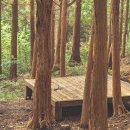 호랑산 둘레길 이미지