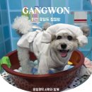 이천 휴일도 방문기 강아지와 함께하는 색다른 찜질방 체험