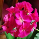 응암역소문난순대국 이미지