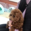 푸들민박 이미지