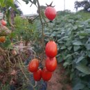 수겸농장 이미지