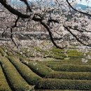 십리벚꽃산장 이미지