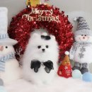 해피애견타운 분당판교점 이미지