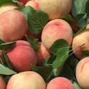 복숭아PC 이미지