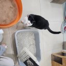 연봉사 | 파주 유기묘 쉼터 [동물자유연대 온캣] 일일 봉사활동 후기