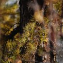 한국 SGI 이미지