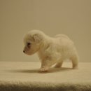 유올펫 강아지고양이 청주점 이미지