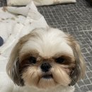 베이비숑 그루밍 이미지