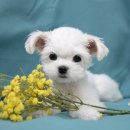 대구강아지분양 도로시펫 이미지