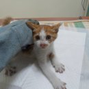 신월동184 이미지