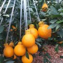 왕눈이농장 이미지