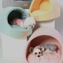 퍼피홀릭 이미지