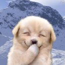 웃는강아지 이미지