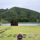 경북 상주 내돈내산 애견동반 독채 추천 | 스테이몽