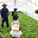 산내농장 이미지