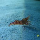 제주해양과학관 (아쿠아플라넷) 이미지