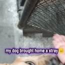 강아지집 이미지