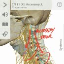 척추부신경 (spinal accessory nerve) 이미지