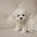 퍼피대디 이미지